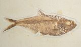 Large Fossil Fish Plate (Three Species) - Wall Mounted #18057-8